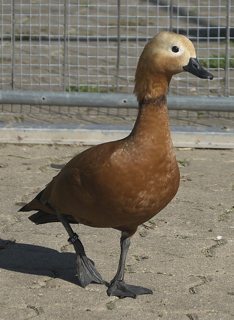 首發陣容